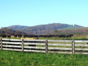 Black Angus Cattle 003