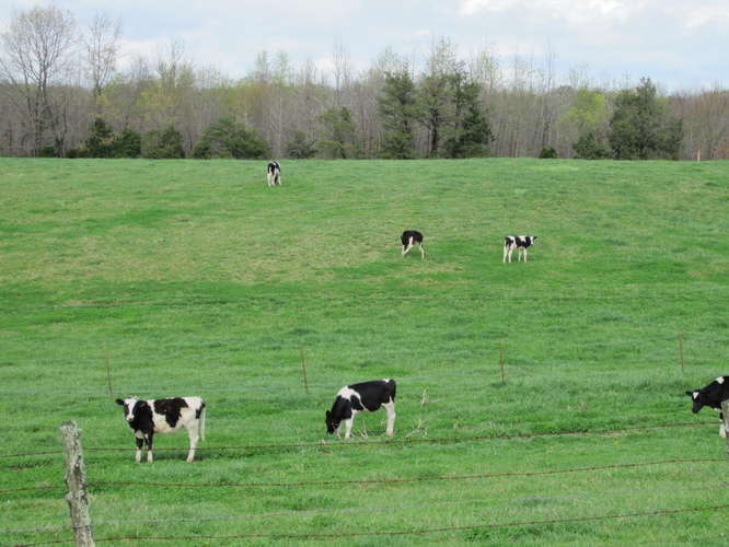 Paradise Found 36+/- Acre Farm