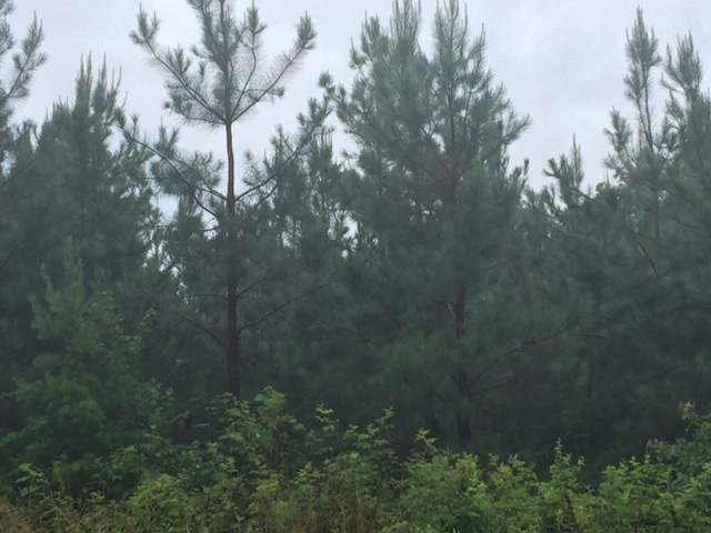 Central Virginia Tree Farm