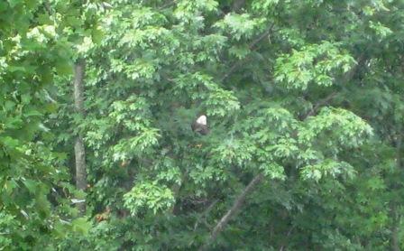 Lake Anna Eagle