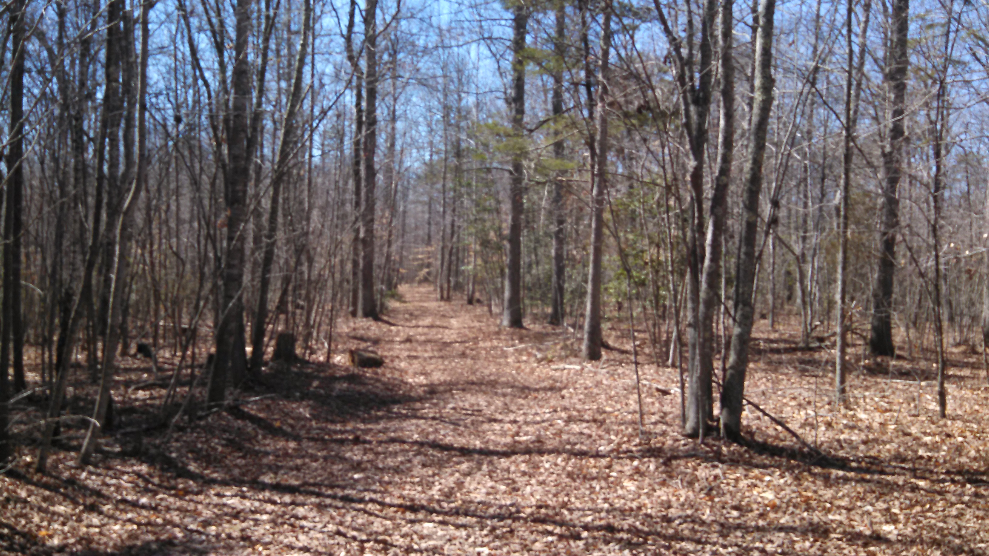 25+/- acre woods/wildlife parcel
