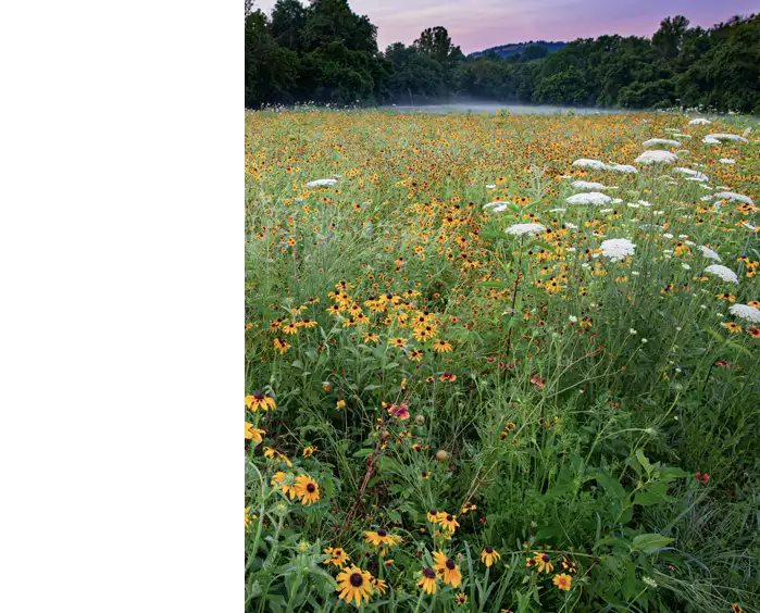 James Friend Dickerson Sunset