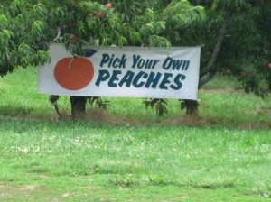 pick peaches